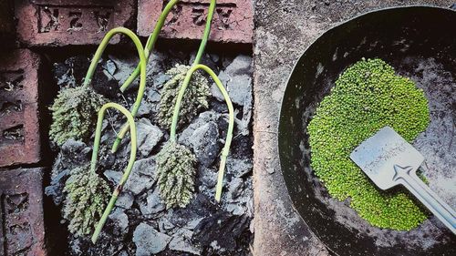 The Joy Of Winter Special Tender Jowar With Gujarat’s Ponkh & Maharashtra’s Hurda